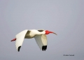 White-Ibis;Ibis;Breeding-Plumage;Flight;Eudocimus-albus;Flying-bird;One-animal;C